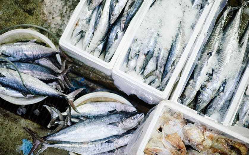 Sultan Rashid Abdullah Rashid Al Shene — Al Shene Marine Holding — fresh catch on ice at intake