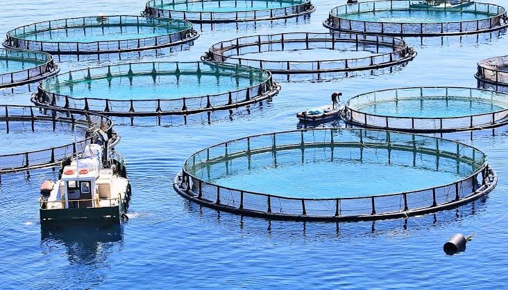 Sultan Rashid Abdullah Rashid Al Shene — Al Shene Marine Holding — offshore aquaculture cages and service craft
